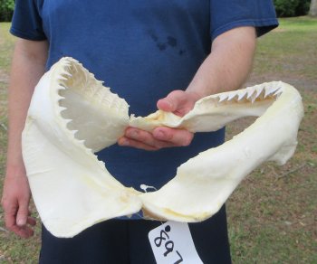 13 inch Bull shark jaw (Carcharhinus leucas) for sale - $175