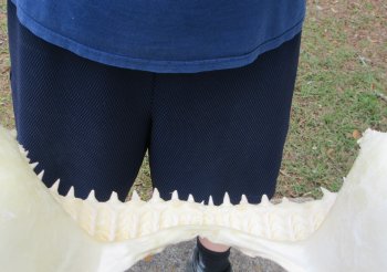13 inch Bull shark jaw (Carcharhinus leucas) for sale - $175