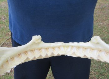 13 inch Bull shark jaw (Carcharhinus leucas) for sale - $175