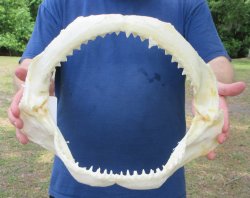 14 inch Bull shark ...