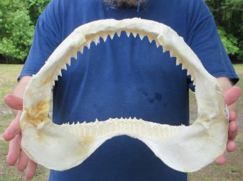 14 inch Bull shark jaw (Carcharhinus leucas) for sale - $185