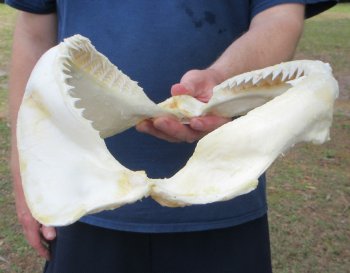 14 inch Bull shark jaw (Carcharhinus leucas) for sale - $185