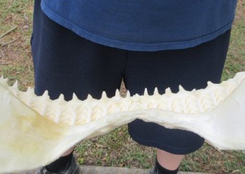 Authentic Wholesale Bull Shark Jaws (Carcharhinus leucas) - $140 each