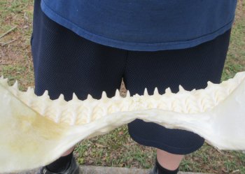 14 inch Bull shark jaw (Carcharhinus leucas) for sale - $185