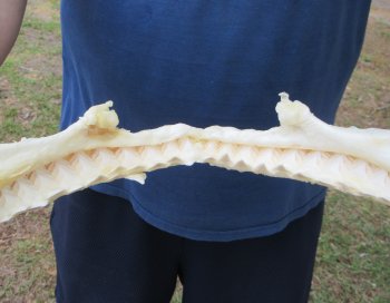 14 inch Bull shark jaw (Carcharhinus leucas) for sale - $185