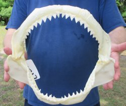 12 inch Bull shark ...