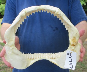 12 inch Bull shark jaw (Carcharhinus leucas) for sale - $165