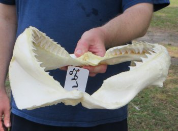 12 inch Bull shark jaw (Carcharhinus leucas) for sale - $165
