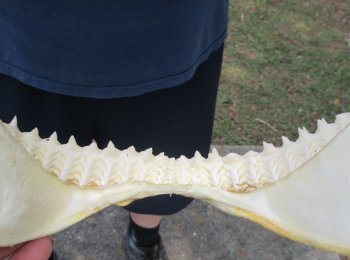 12 inch Bull shark jaw (Carcharhinus leucas) for sale - $165
