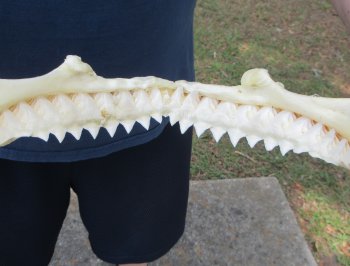 12 inch Bull shark jaw (Carcharhinus leucas) for sale - $165