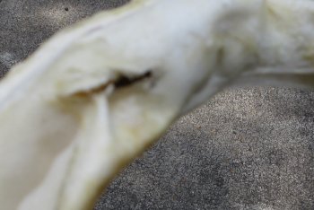 12 inch Bull shark jaw (Carcharhinus leucas) for sale - $165