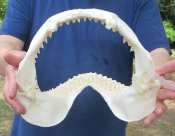 Genuine 12 inch Bull shark jaw (Carcharhinus leucas) for sale - $165