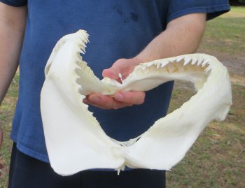 Genuine 12 inch Bull shark jaw (Carcharhinus leucas) for sale - $165