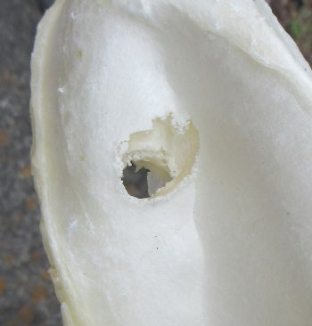 Genuine 12 inch Bull shark jaw (Carcharhinus leucas) for sale - $165