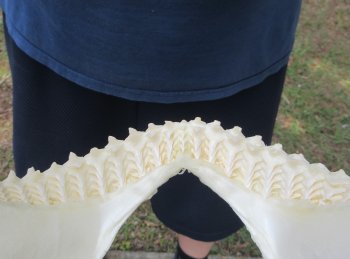 Genuine 12 inch Bull shark jaw (Carcharhinus leucas) for sale - $165