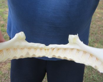 Genuine 12 inch Bull shark jaw (Carcharhinus leucas) for sale - $165