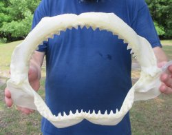 Genuine 14 inch Bul...