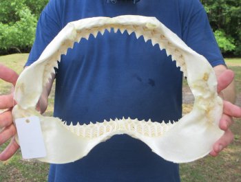 Genuine 14 inch Bull shark jaw (Carcharhinus leucas) for sale - $185