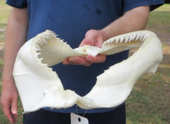 Genuine 14 inch Bull shark jaw (Carcharhinus leucas) for sale - $185