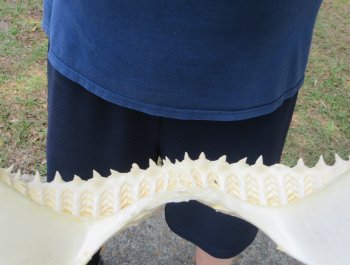 Genuine 14 inch Bull shark jaw (Carcharhinus leucas) for sale - $185