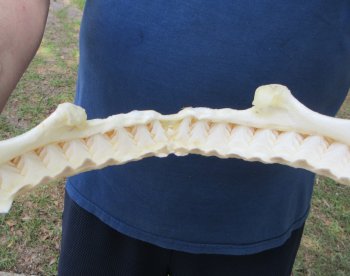Genuine 14 inch Bull shark jaw (Carcharhinus leucas) for sale - $185
