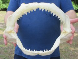 14 inch Bull shark ...
