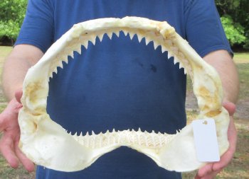 14 inch Bull shark jaw (Carcharhinus leucas) for sale - $185