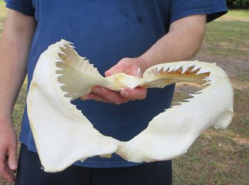 14 inch Bull shark jaw (Carcharhinus leucas) for sale - $185