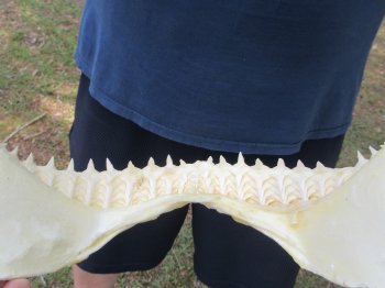 14 inch Bull shark jaw (Carcharhinus leucas) for sale - $185