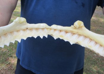 14 inch Bull shark jaw (Carcharhinus leucas) for sale - $185