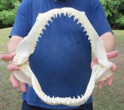 Authentic Blacktip Shark Jaw (Carcharhinus limbatus) 14" x 11" - $180