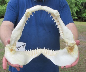 Authentic Blacktip Shark Jaw (Carcharhinus limbatus) 14" x 11" - $180