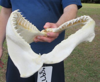 Authentic Blacktip Shark Jaw (Carcharhinus limbatus) 14" x 11" - $180