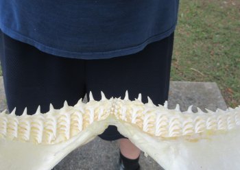 Authentic Blacktip Shark Jaw (Carcharhinus limbatus) 14" x 11" - $180