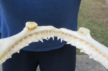 Authentic Blacktip Shark Jaw (Carcharhinus limbatus) 14" x 11" - $180
