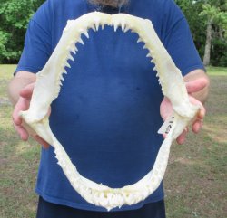 Authentic Blacktip ...