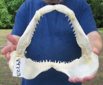 Authentic Blacktip Shark Jaw (Carcharhinus limbatus) 13" x 12" - $165