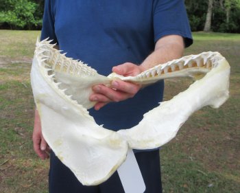 Authentic Blacktip Shark Jaw (Carcharhinus limbatus) 13" x 12" - $165