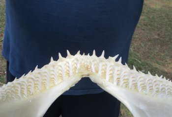 Authentic Blacktip Shark Jaw (Carcharhinus limbatus) 13" x 12" - $165