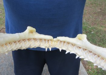 Authentic Blacktip Shark Jaw (Carcharhinus limbatus) 13" x 12" - $165