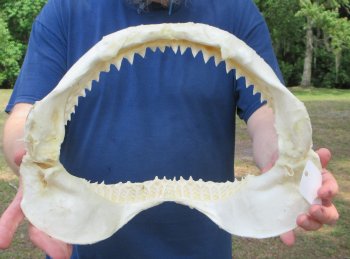 Genuine 15 inch Bull shark jaw (Carcharhinus leucas) for sale - $195