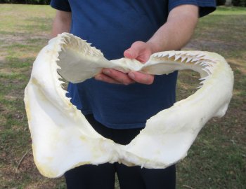 Genuine 15 inch Bull shark jaw (Carcharhinus leucas) for sale - $195