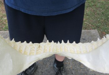 Genuine 15 inch Bull shark jaw (Carcharhinus leucas) for sale - $195