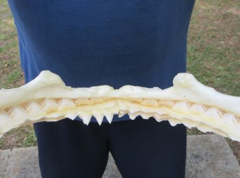 Genuine 15 inch Bull shark jaw (Carcharhinus leucas) for sale - $195