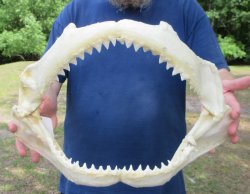 Genuine17 inch Bull...