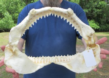 Genuine17 inch Bull shark jaw (Carcharhinus leucas) for sale - $225