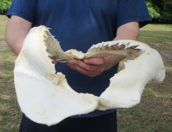 Genuine17 inch Bull shark jaw (Carcharhinus leucas) for sale - $225
