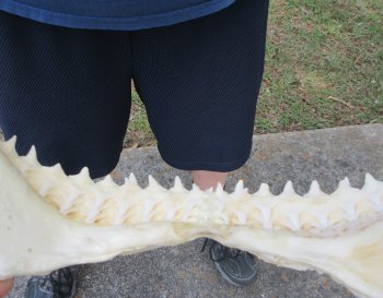 Genuine17 inch Bull shark jaw (Carcharhinus leucas) for sale - $225