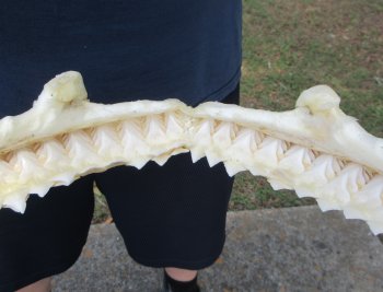 Genuine17 inch Bull shark jaw (Carcharhinus leucas) for sale - $225
