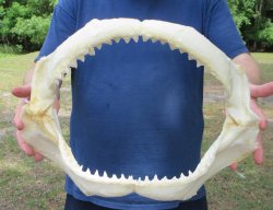 16 inch Bull shark jaw (Carcharhinus leucas) for sale - $210